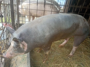 Porci de Crăciun  - imagine 3