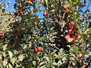 Schimb vind Casa la Durau - imagine 12