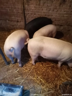 Vând porci de 7 luni  - imagine 2