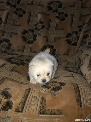 Pechinez imperial  - imagine 2