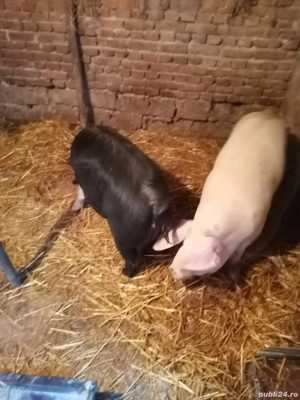 Vând porci de 7 luni  - imagine 3