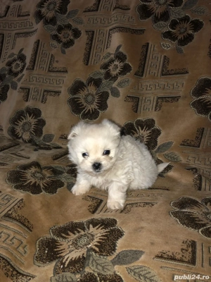 Pechinez imperial  - imagine 3