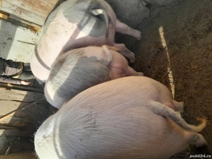 Porci grași  - imagine 2