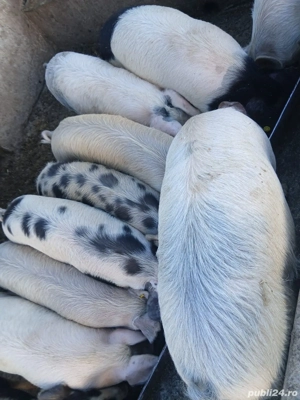 Vând porci între 20-100 kg