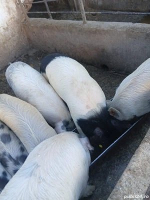 Vând porci între 20-100 kg - imagine 2