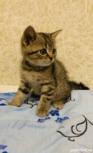 british brown puiuti - imagine 2