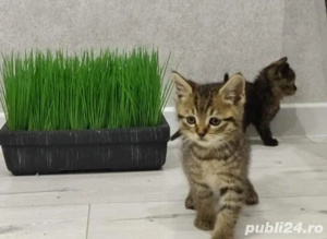 british brown puiuti - imagine 3