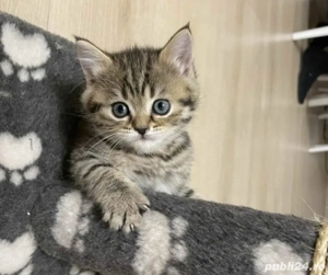 british brown puiuti