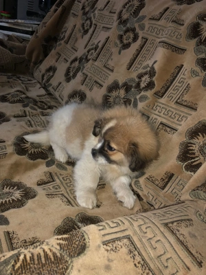 Pechinez mascul - imagine 3