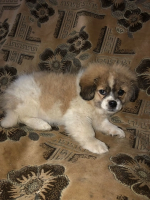 Pechinez mascul - imagine 2