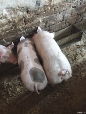 Vand scrofițe! - imagine 2