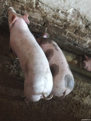 Vand scrofițe! - imagine 4