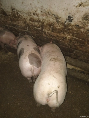 Vand scrofițe! - imagine 3