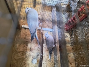 vand o pereche de turtureld  - imagine 2