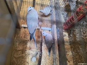 vand o pereche de turtureld  - imagine 3