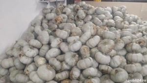 Dovleac dulce pt copt