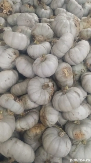 Dovleac dulce pt copt - imagine 2