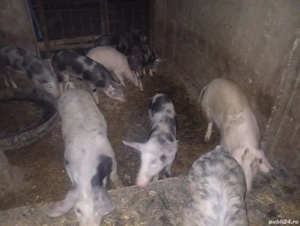 Vând purcei grăsuni de trei luni și jumătate 