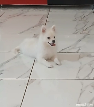 Vand fetița Pomeranian 5 luni - imagine 2
