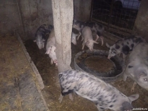 Vând purcei grăsuni de trei luni și jumătate  - imagine 2