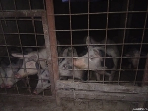 Vând purcei grăsuni de trei luni și jumătate  - imagine 3