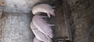 Porci de sacrificat sunt crescuți  natural la tara 