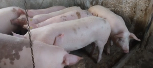 Porci de sacrificat sunt crescuți  natural la tara  - imagine 3