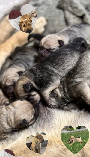 Shar pei disponibili de pe 22feb 2026