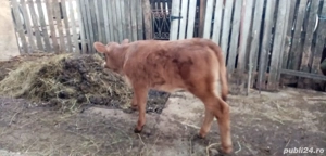 Vitica Baltata Romaneasca - imagine 2