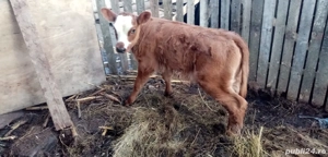 Vitica Baltata Romaneasca - imagine 3