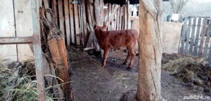 Vitica Baltata Romaneasca - imagine 5