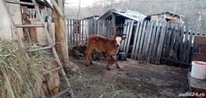 Vitica Baltata Romaneasca - imagine 4