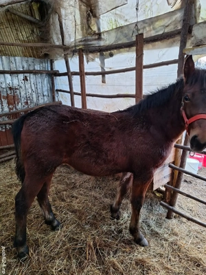 vand manz de 5 luni - imagine 2