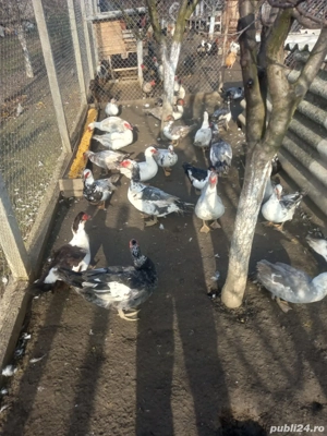 Vand rate mute - imagine 2