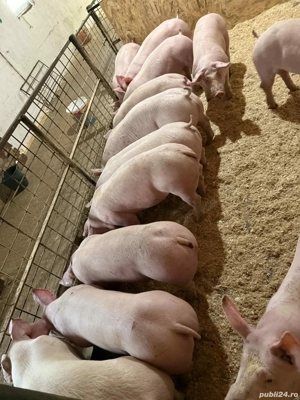 purcei de vanzare  - imagine 4