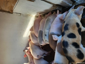 Purcei de vânzare  - imagine 3