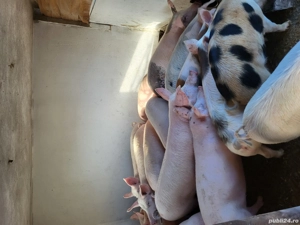 Purcei de vânzare  - imagine 2