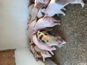 Purcei de vânzare  - imagine 5