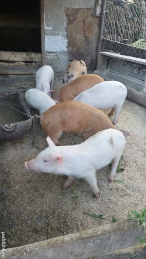 Purcei metis de vanzare  - imagine 2