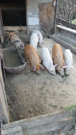 Purcei metis de vanzare  - imagine 4