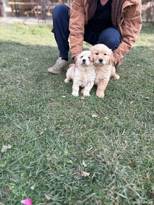 Pui Golden Retriever - imagine 6