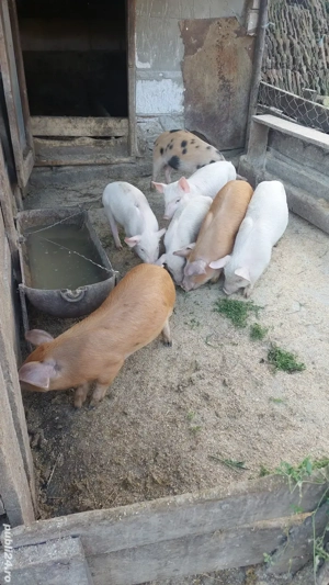 Purcei metis de vanzare  - imagine 3