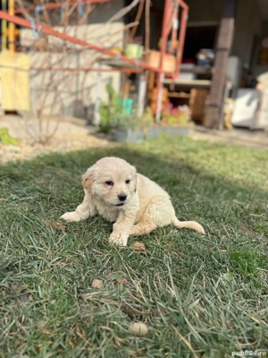 Pui Golden Retriever - imagine 2