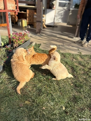 Pui Golden Retriever - imagine 5