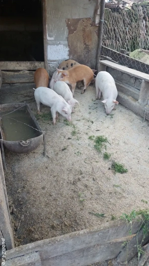 Purcei metis de vanzare  - imagine 5