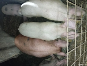 Vând porci crescuți natural  - imagine 2