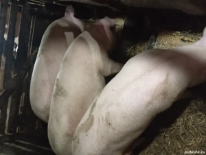 Vând porci crescuți natural  - imagine 3