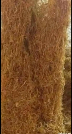 Firicel de calitate extra