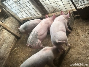 vand purcei  - imagine 2