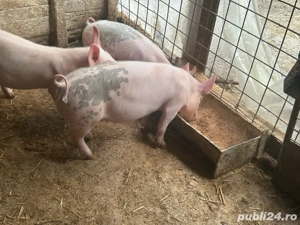 vand purcei  - imagine 5